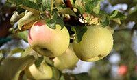 Эко-продукты для малышей