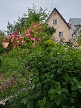 Скучаю по своим розам. Скучаю по своим розам.