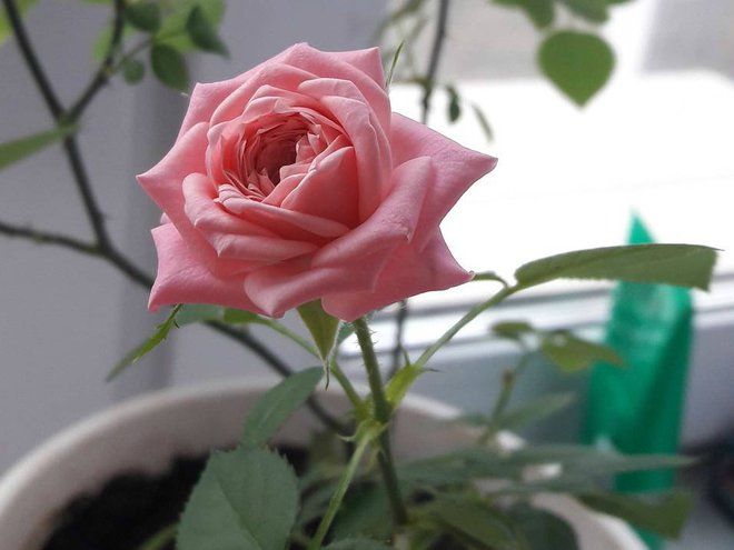 Миниатюрные красавицы: правила ухода за комнатными розами