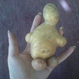 Голосование за фото - конкурс "Необычный урожай" Голосование за фото - конкурс "Необычный урожай"