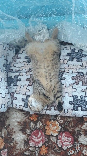 Наша кошечка Челси. Наша кошечка Челси.