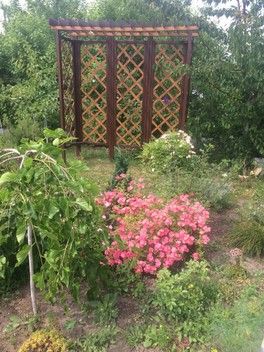 Скучаю по своим розам. Скучаю по своим розам.