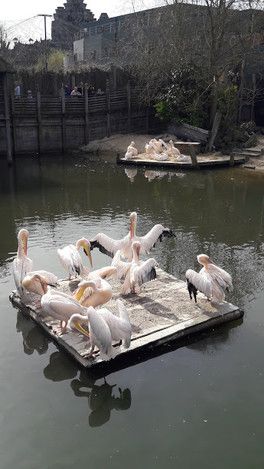 Привет, девоньки,красавицы Привет, девоньки,красавицы