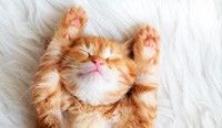 Где скрываются аллергены? Найти и обезвредить!