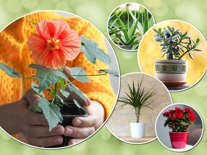 Довольствуются малым: 20 неприхотливых комнатных растений