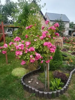 Скучаю по своим розам. Скучаю по своим розам.