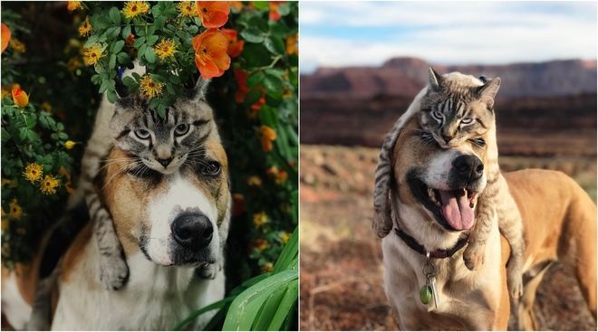 Пёс Генри и кот Балу: неразлучные друзья-путешественники