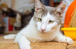 Вот и все, девочки Вот и все, девочки