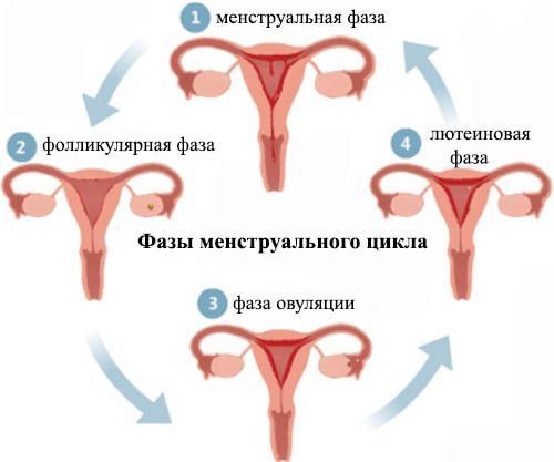 Лечение нарушения менструального цикла возвращает его в норму