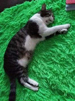 Все о детях, а я всё про кота 😆 Все о детях, а я всё про кота 😆