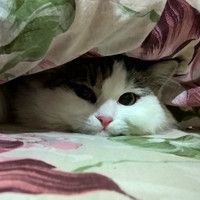 Ольга Дубровина