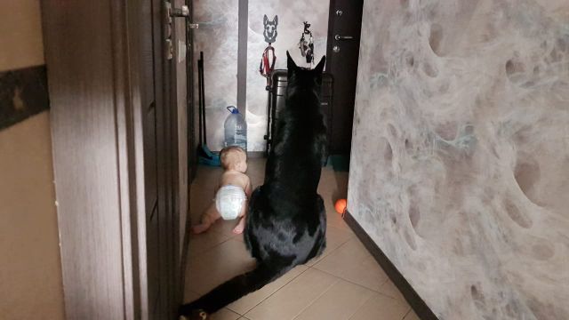 Ребенок и собака Ребенок и собака